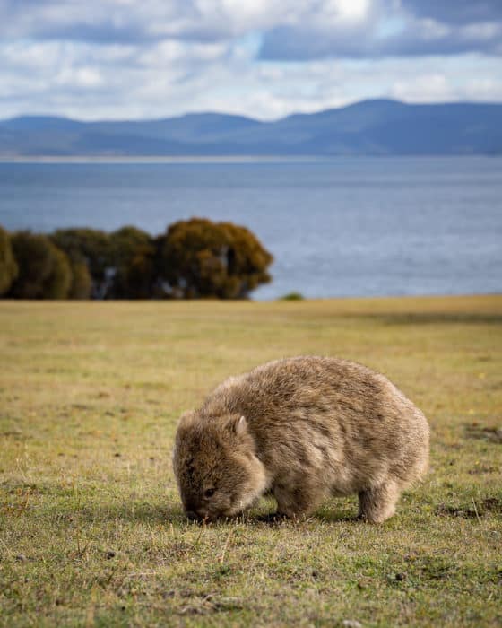 Wombat on Maria Island, Tasmania