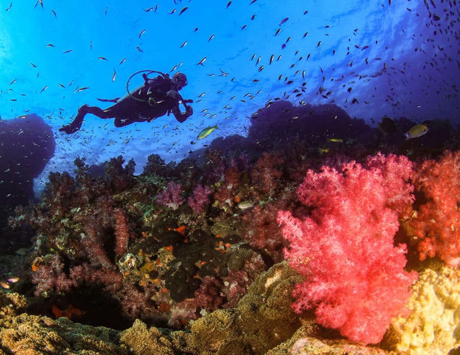 A scuba diver explores the Ningaloo Reef in Coral Bay, WA