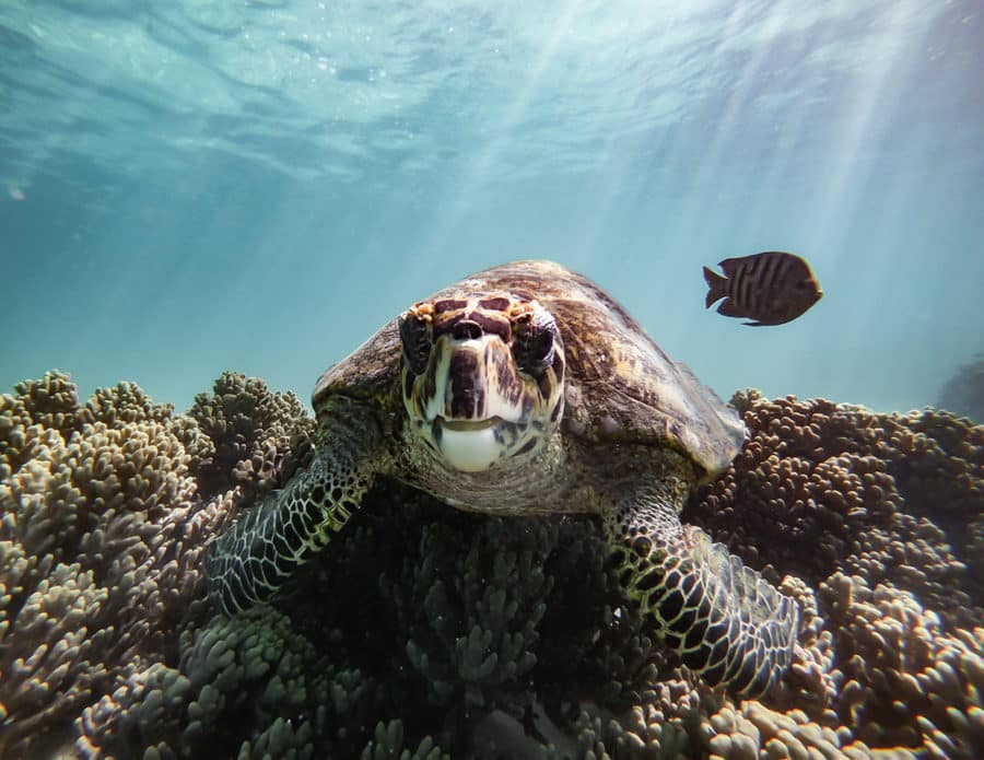A sea turtle swimming on the Ningaloo Reef in Coral Bay WA