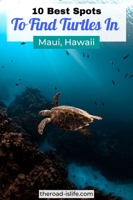 Where to see turtles in Maui