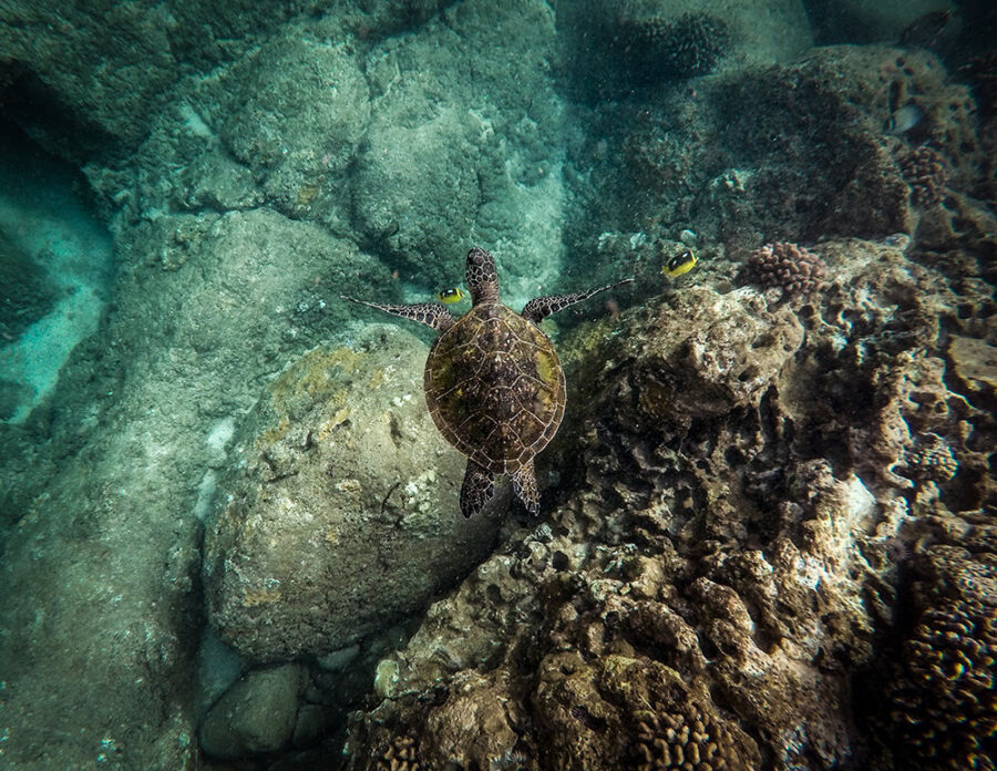 Best places to swim with turtles on Maui