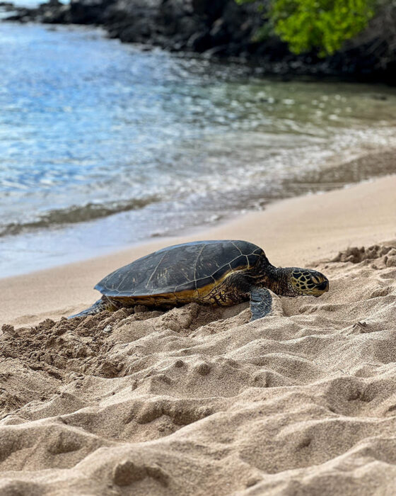Best Places to See Turtles in Maui - On The Beach