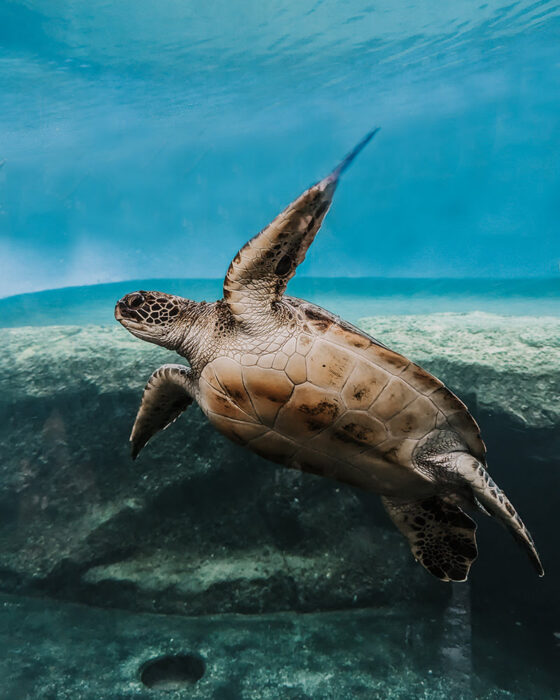 A sea turtle swims past the glass at Maui Ocean Center