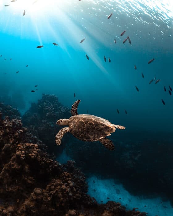 Spot sea turtles at Turtle Town in Maui
