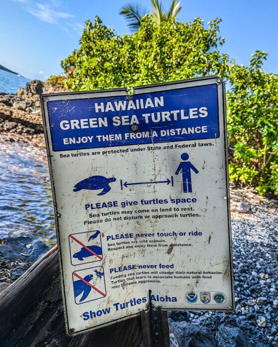 Do not approach sea turtles in Maui