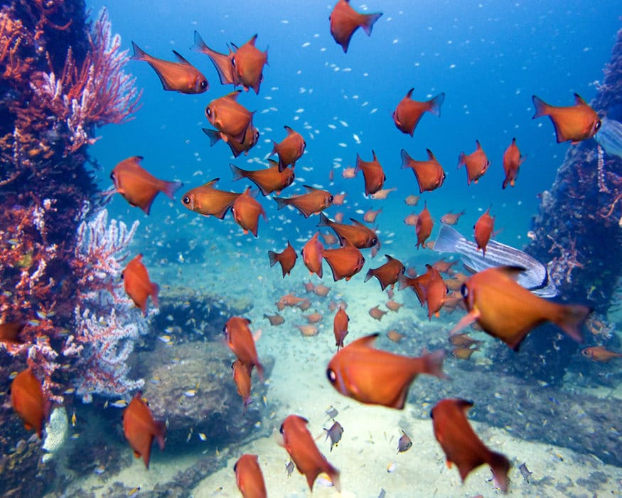 busselton jetty underwater