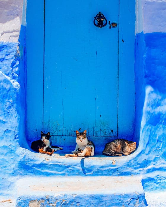 3 cats sit in a blue doorway of Chefchaouen