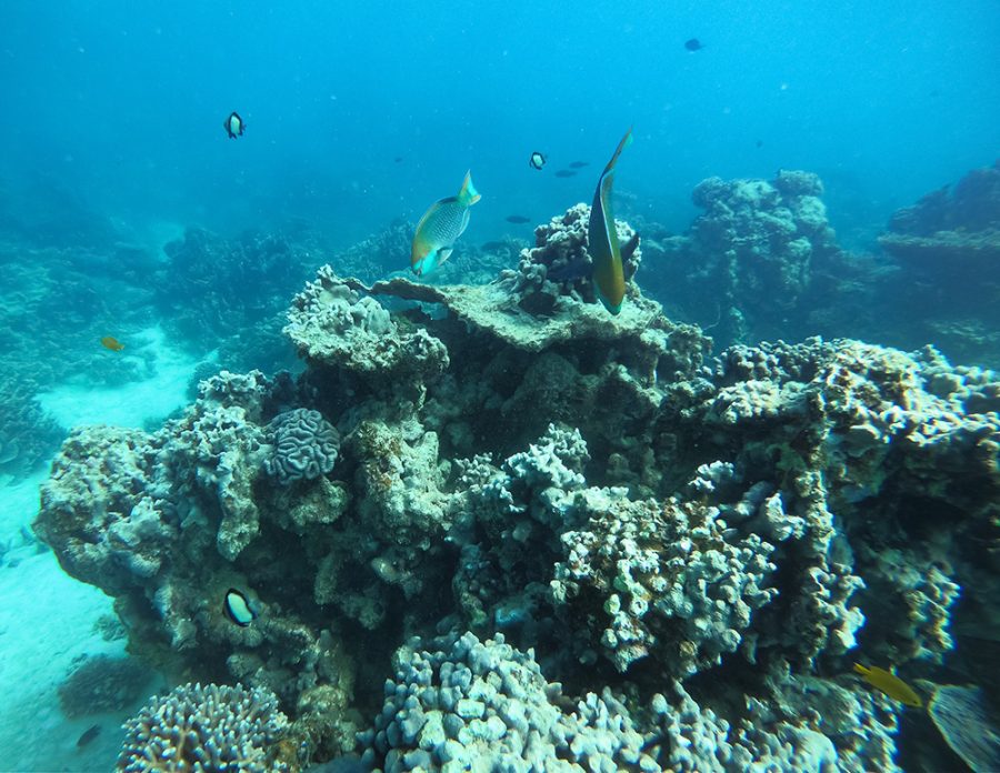 Coral Bay - Snorkelling - Ningaloo Reef