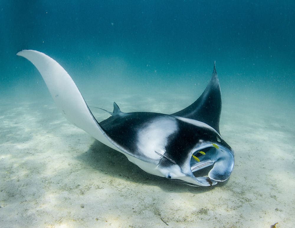 The Best Manta Ray Tour in Coral Bay – Snorkel With Manta Rays