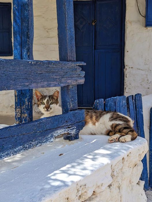 Cyclades Islands - Koufonisia cats