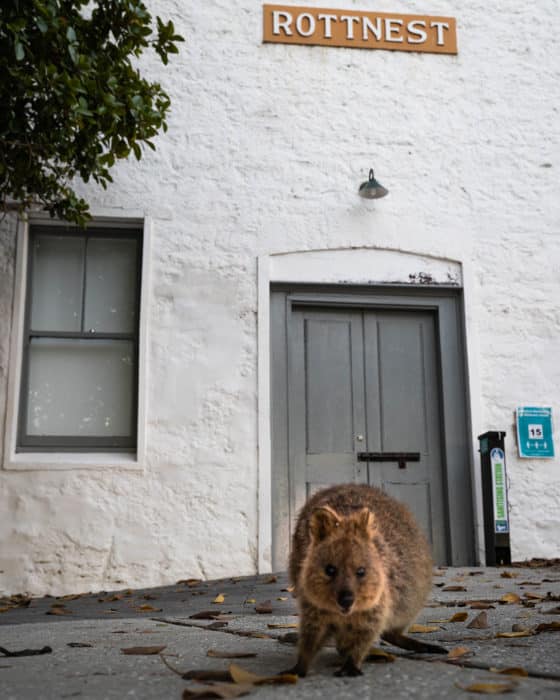 Weekend escape from Perth - Rottnest