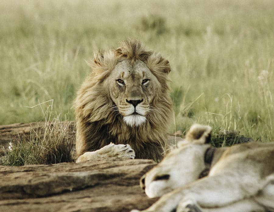 Day Trips from Adelaide - Monarto Safari Park