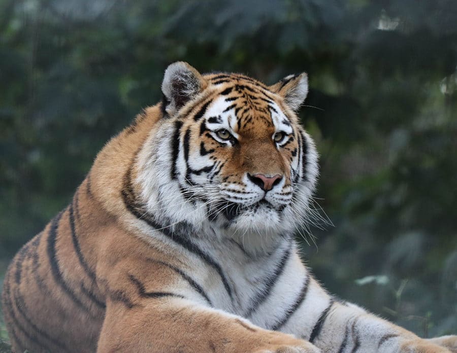 Tiger at Port Lympne Safari Park