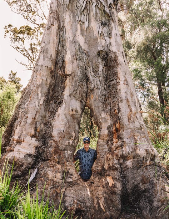 A massive tree in Denmark, Western Australia