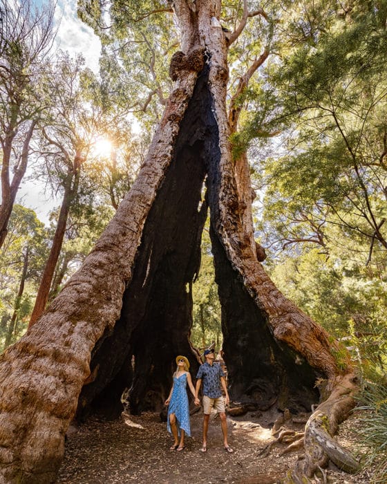 Giant Tingle Tree, near Denmark Western Australia