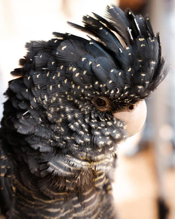 A beautiful black cockatoo at Denmark Dinosaur World