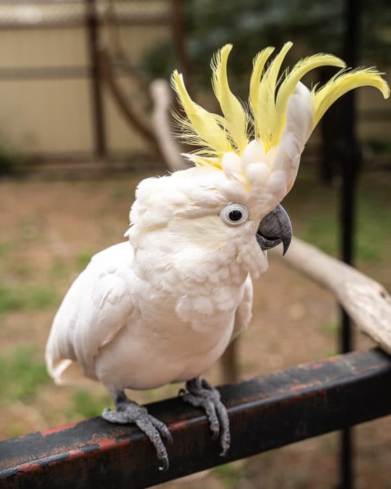 A sulphur crested cockatoo in Denmark Western Australia