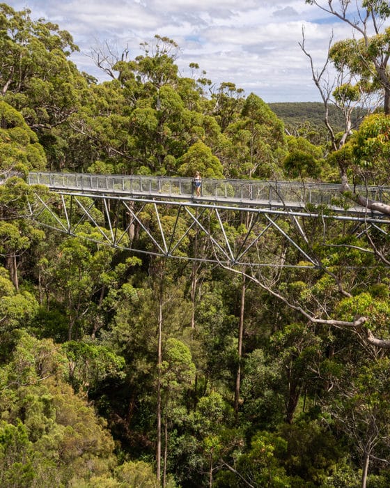 Tree Tops Walk in Denmark Western Australia