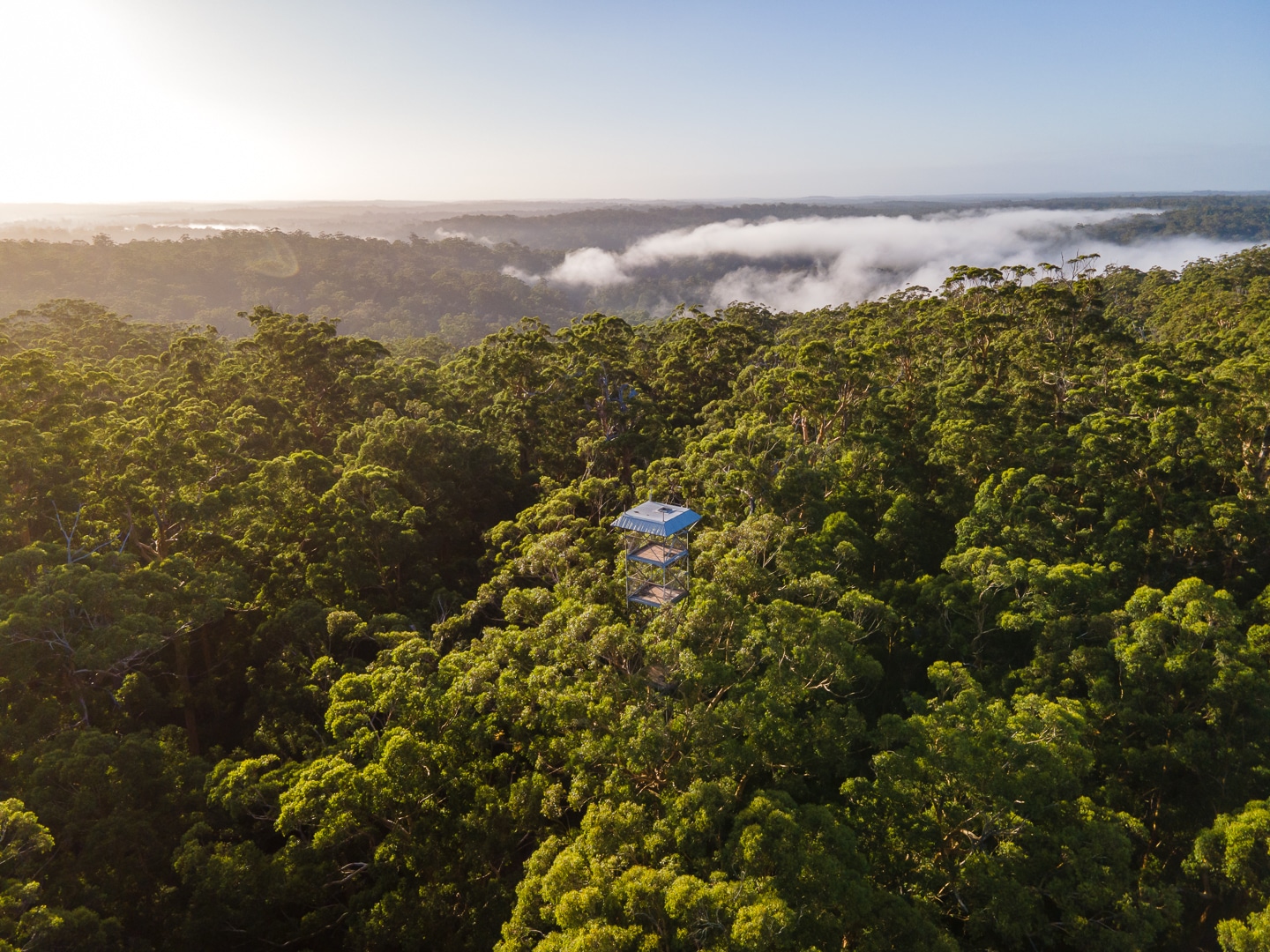 10 Best Things To Do In Pemberton W.A.