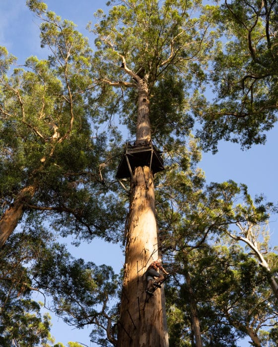 Climb the Bicentennial Tree when visiting Pemberton, WA