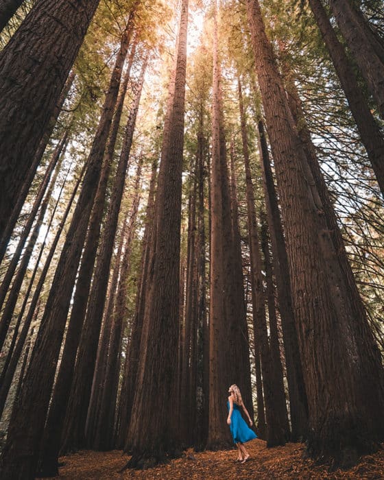 Great Ocean Road Itinerary