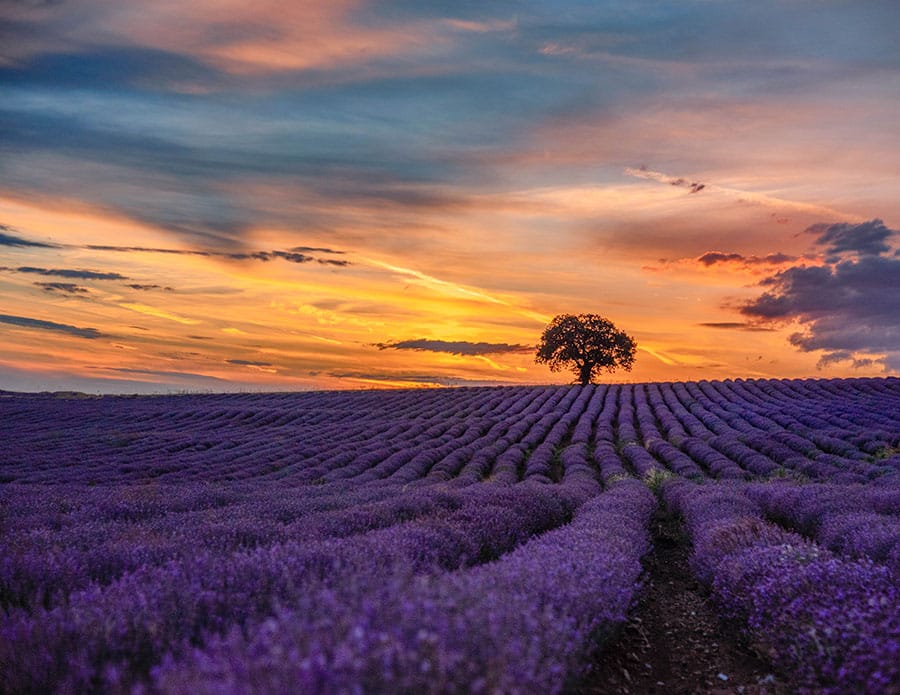 Lavender fields of Valensole Plateau, Provence France