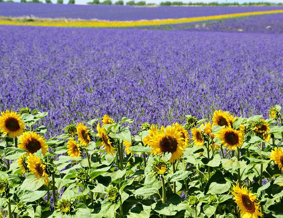 Stunning lavender fields of Valensole, Provence