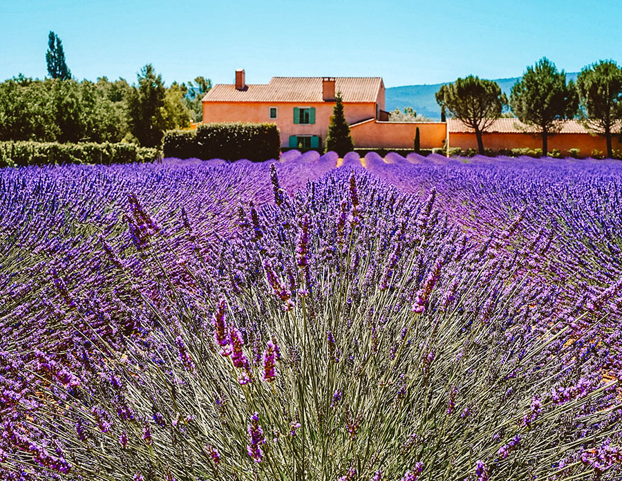 The gorgeous lavender fields of Valensole, Provence