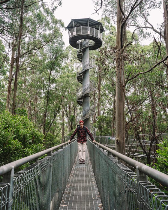 The Otway Treetop Walk