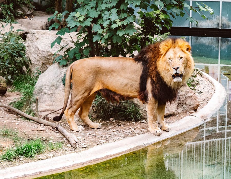 A lion at the Hellabrunn Zoo in Munich