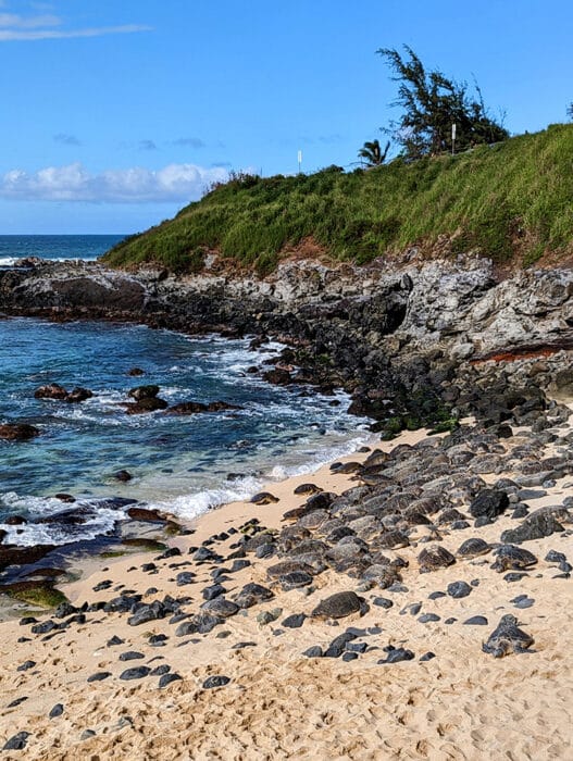 Sea turtles at Ho'okipa Beach