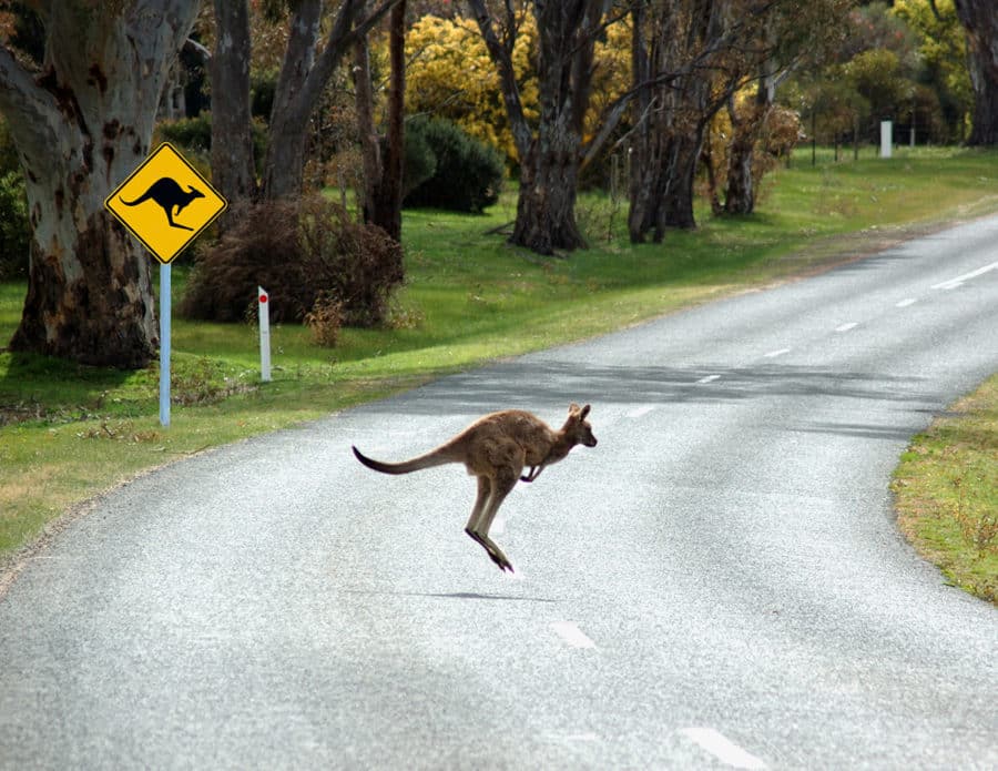 Great Ocean Road Trip Tips