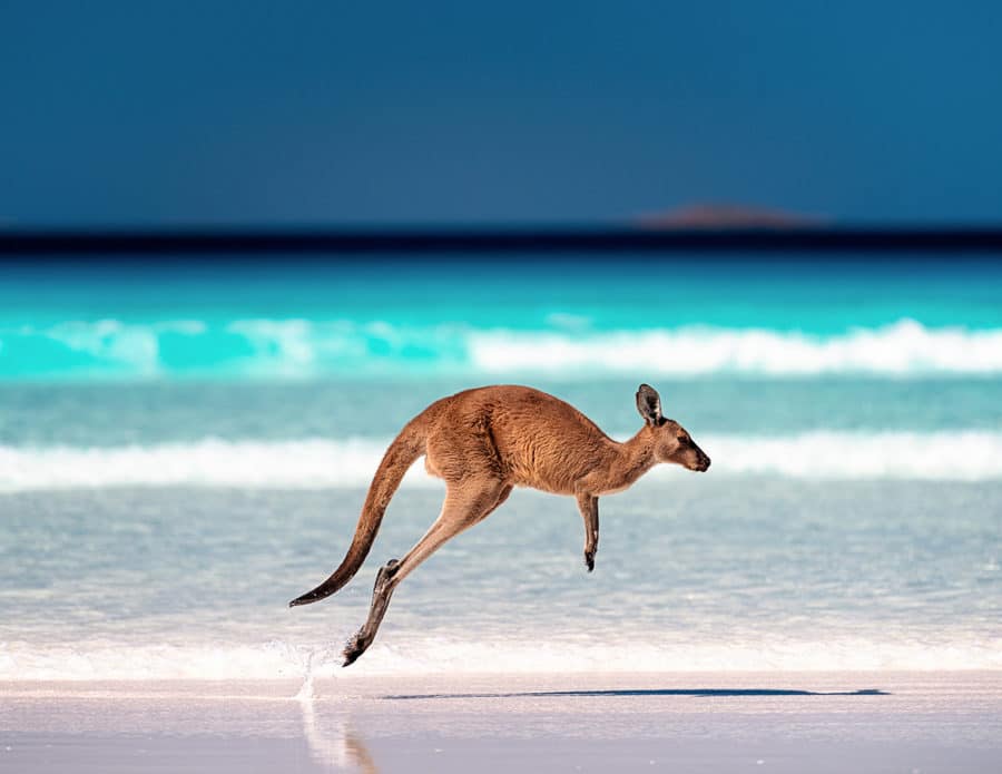A Kangaroo at Lucky Bay - Perth to Esperance Road Trip