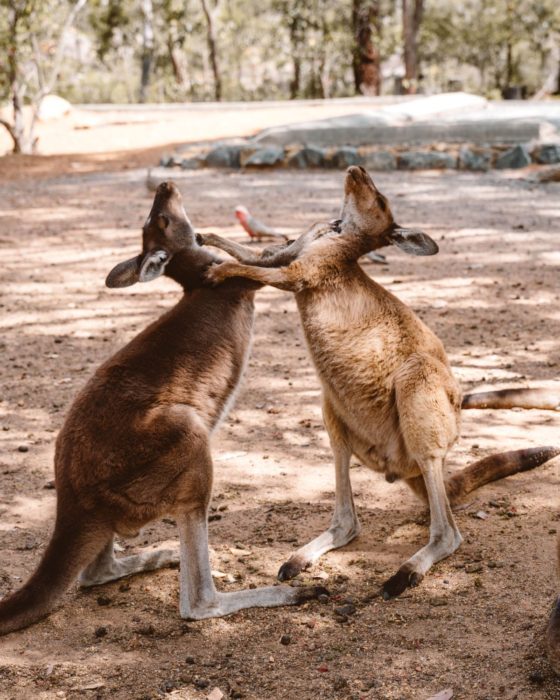 Kangaroos in John Forrest National Park
