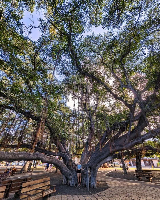 Lahaina Banyan Tree