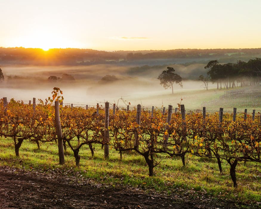 A beautiful vineyard in Margaret River, Western Australia