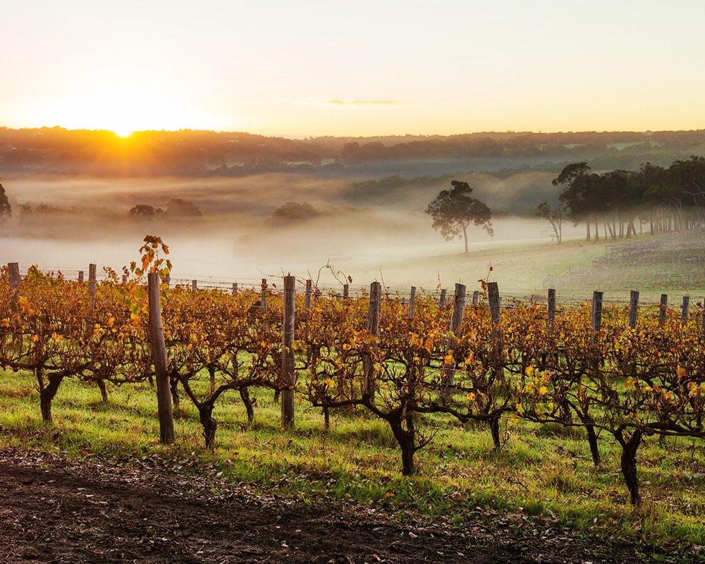 Margaret River Wine Tours – The 10 Best Wine, Food & Adventure Tours