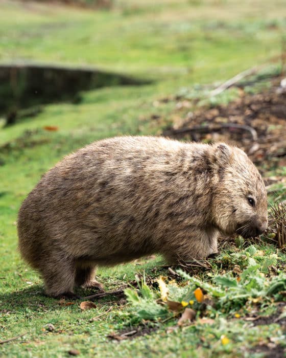 See wombats on your Maria Island Day Trip