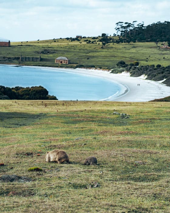 A mom and baby wombat on Maria Island, Tasmania