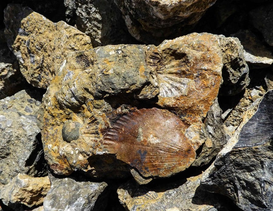 Fossil Cliffs, Maria Island Day Trip - Tasmania