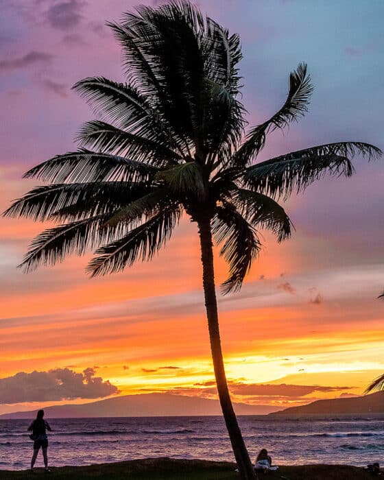 Instagrammable places on Maui - Palm tree sunset