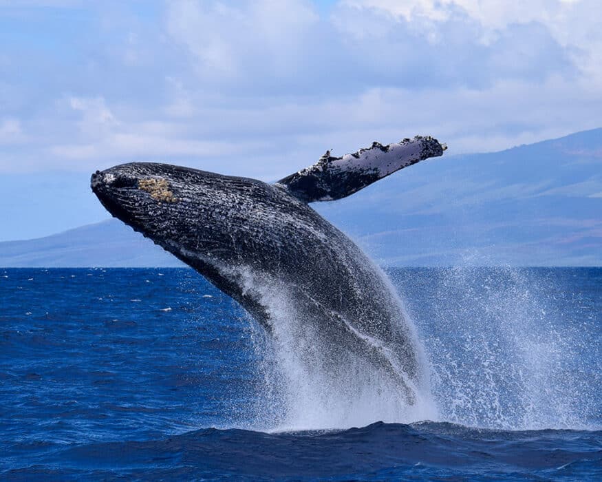 Book a whale watching tour on your five day Maui itinerary
