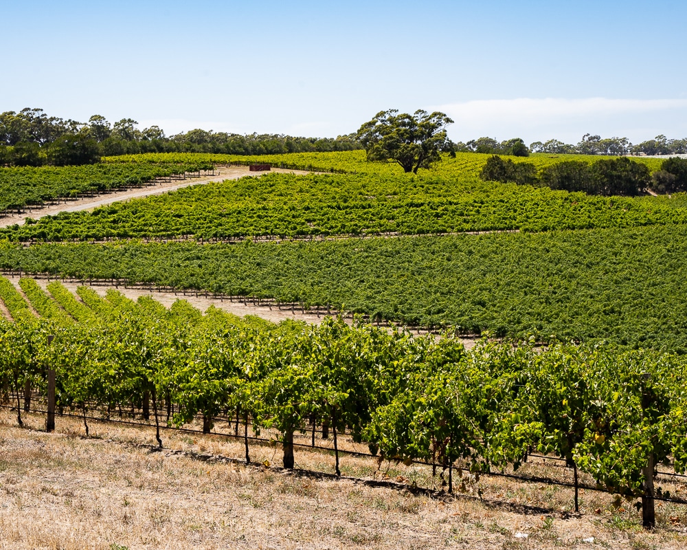 14 Amazing Wine Tours From Adelaide – The Best Tours In Each Region
