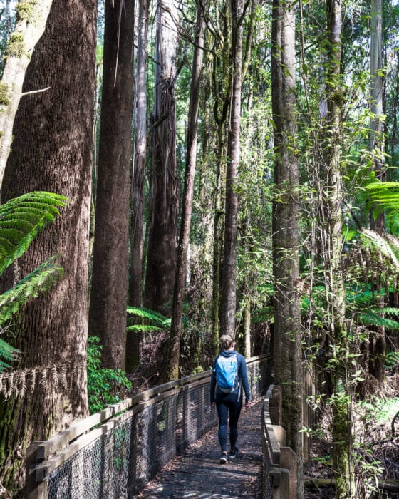 tall trees walk mt field