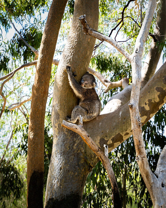 Koala in a tree in Yanchep National Park