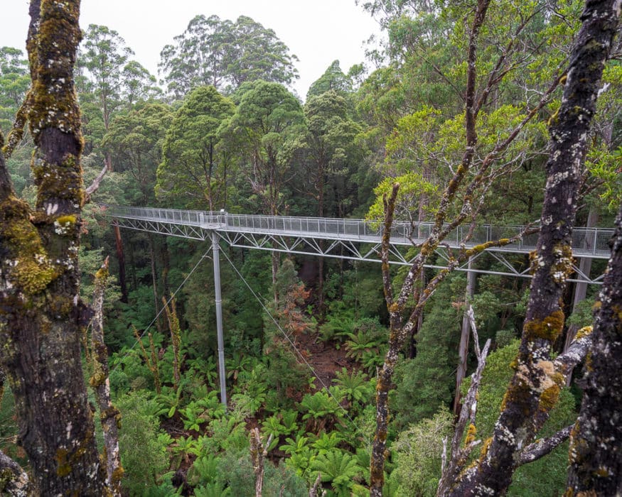 otway fly treetop walk