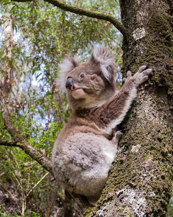 Kennet River Koala Walk