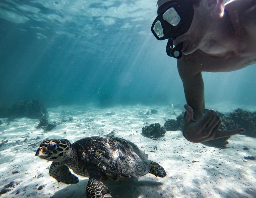 Snorkelling with turtles in Ningaloo Reef