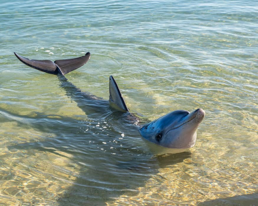 Top things to do in Shark Bay -Monkey Mia Dolphins Western Australia