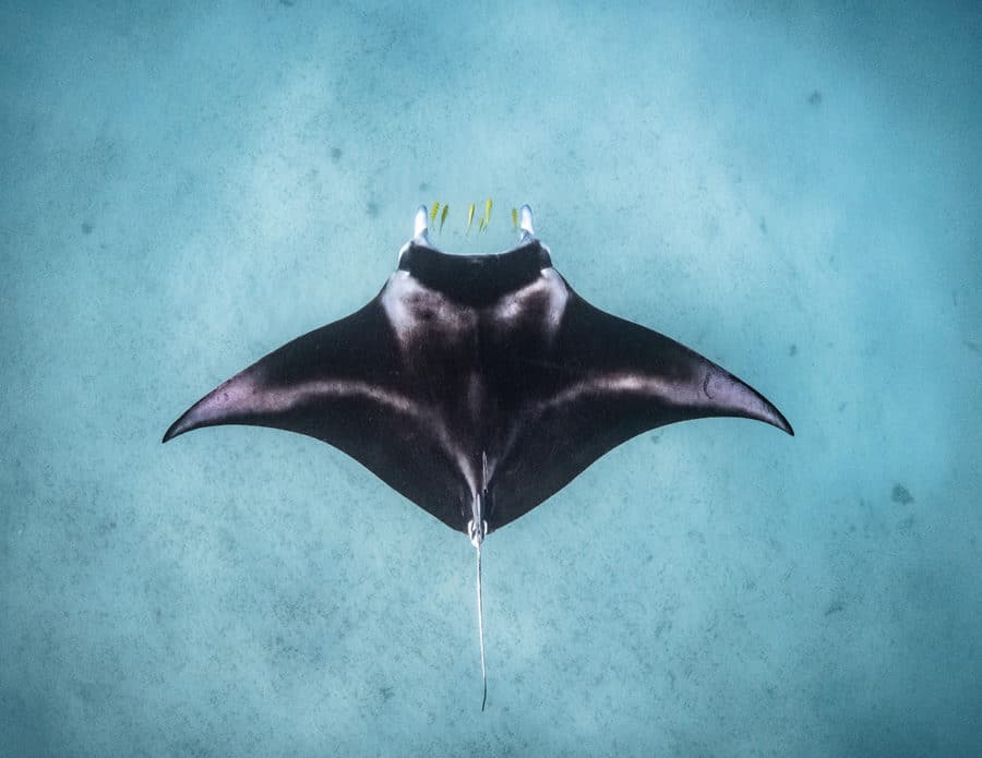 Manta Ray Tour Coral Bay